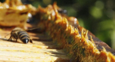 Jak správně sbírat propolis od včel – 3 způsoby, jak ho získat a uskladnit